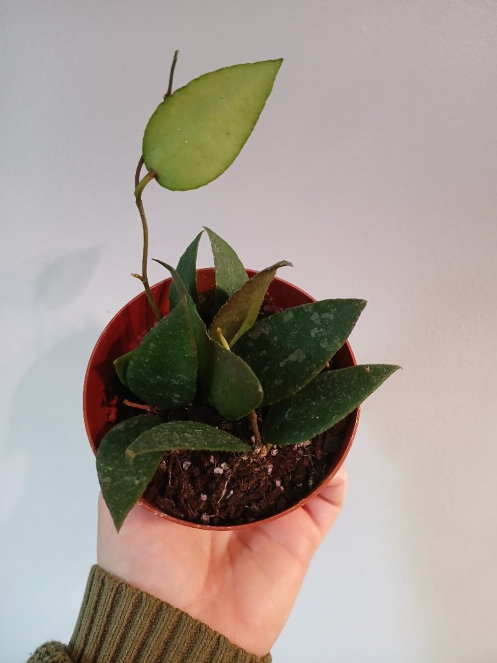 Hoya Caudata Sumatra
